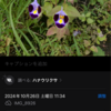 2024暑かった秋を証明！？Siri vs Gレンズでハナウリクサを観る！