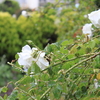 5月20日（月）雨