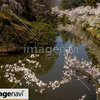 信州　長野県上田市　上田城跡のお堀の桜５