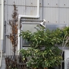 『20240630の花壇』の事。