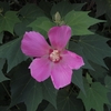 Hibiscus mutabilis　フヨウ