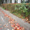 園田は紅葉のシーズン