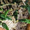 Olive挿し木苗　セントキャサリン種