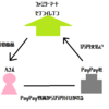 何故みんなペイを作りたがるのか
