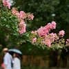 京都御苑の満開の百日紅