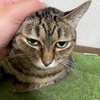 おじいちゃんと寿司　猫のいる生活