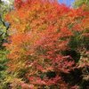 四国カルストと紅葉がよかった〜 / みよしのじゃこ天がうまい！