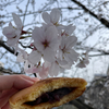 ５８％に咲き誇る桜の樹の下で頬張る大人のラムレーズン＠大阪府大阪市