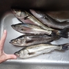 スズキの釣り堀