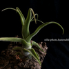 【Tillandsia diguetii 】新入り その２