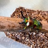ニジイロクワガタがカナブンにしか見えない