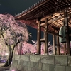 増上寺の夜桜