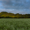 夜久野の蕎麦畑