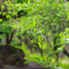 公園に隣接するカフェで絶品シフォンケーキをいただく