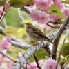 新緑の公園でキビタキ、サシバ、ビンズイに出会う