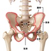 骨盤の『内旋』『外旋』てどんな状態？