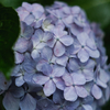 五月雨の紫陽花巡り。