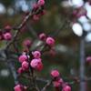 普光寺　桃のつぼみ