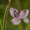 アケビの花