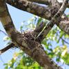 Papuan Frogmouth　パプアガマグチヨタカ