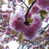 【Yokohama travel】Cherry blossoms at Mitsuike-Kouen park (三つ池公園）