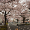 平和通り桜並木①