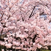 宮島サービスエリアの桜（広島県廿日市市）