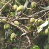   日本野鳥の会　栃木県支部主催　備中沢探鳥会のお知らせ