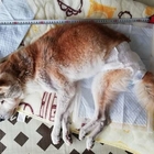 老犬介護 犬用おむつ を 人間用 で代用 選び方 作り方 老犬ぶーやんの介護日記