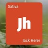 大麻の種類 Jack Herer ジャックヘラー