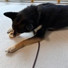 黒柴 🐶 つん