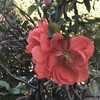 木瓜