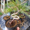 クロマツから変身なるか・・・。