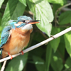 野鳥の会の力を借りて、カワセミを撮る。