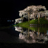 福島の桜2023 –– 二本松市の桜を見てきました【合戦場のしだれ桜，中島の地蔵桜など】