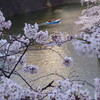 桜特集　その１　東京