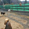 老犬ホームあん｜完売