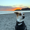 ルーティンを果たす犬。