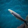 カワアカメ Squaliobarbus curriculus