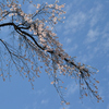 Part 3　悠久山公園の桜を観に行ってきました