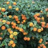 Lantana