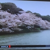 国際放送「NHK World」にみる桜花見