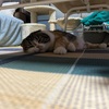 忘れちゃダメですよね。
