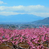 山梨　笛吹市桃源郷春まつりへ