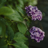 6月になると、例にもれず紫陽花を撮っている。