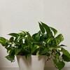 【観葉植物】緑に触れるのは精神衛生上かなりいいっぽい