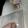 独り者のGWはギガが切れてる;