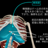 【ベンチプレス】”肩の負担を減らす”重要な「胸郭・横隔膜」の動きとは？