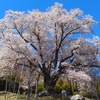 福島県は一本桜の大木数が日本一。その魅力を伝えるため番付表を作成