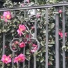山茶花